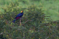 Musophaga rossae