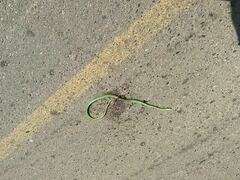 Leptophis diplotropis