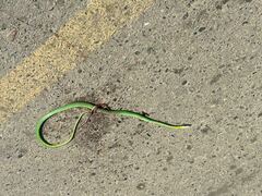 Leptophis diplotropis