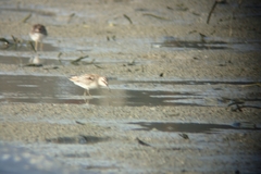 Calidris falcinellus sibirica