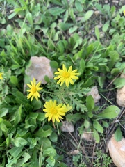 Senecio vernalis