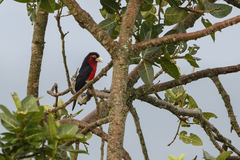 Lybius bidentatus