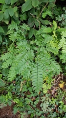 Adiantum trapeziforme