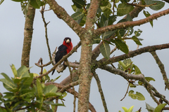 Lybius bidentatus