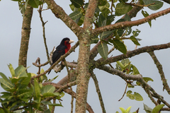 Lybius bidentatus