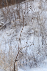 Pastinaca sativa sylvestris