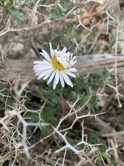 Bellis sylvestris