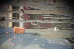 Calidris falcinellus sibirica