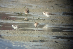 Calidris falcinellus sibirica