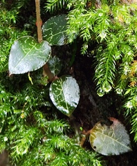 Anoectochilus formosanus