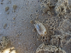 Emerita brasiliensis