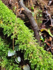 Anoectochilus formosanus