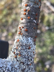 Amphilogia gyrosa