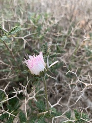 Bellis sylvestris