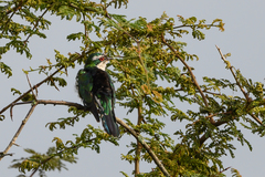 Chrysococcyx caprius