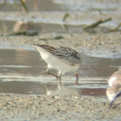 Calidris falcinellus sibirica