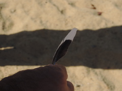 Streptopelia senegalensis