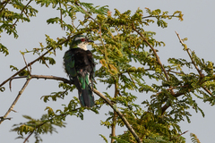 Chrysococcyx caprius