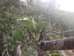 Maytenus undata