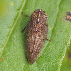 Aphrophora major