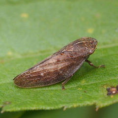 Aphrophora major