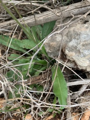 Bellis sylvestris