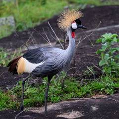 Balearica regulorum