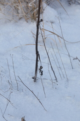 Pastinaca sativa sylvestris