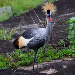 Balearica regulorum