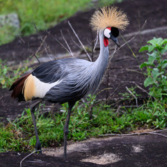 Balearica regulorum