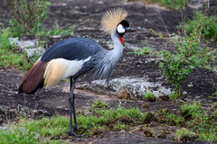 Balearica regulorum