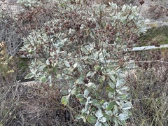 Eriogonum giganteum