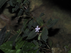 Sipanea wilson-brownei