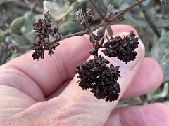 Eriogonum giganteum