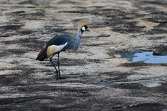 Balearica regulorum