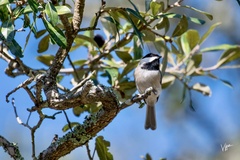 Poecile carolinensis