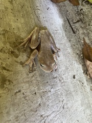 Boana platanera
