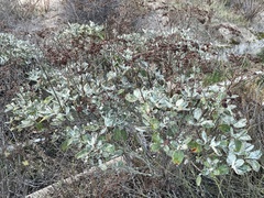 Eriogonum giganteum