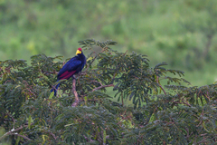 Musophaga rossae