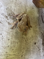 Boana platanera