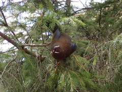 Trochalopteron morrisonianum