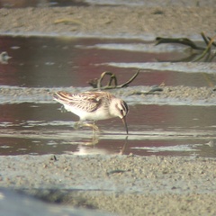 Calidris falcinellus sibirica