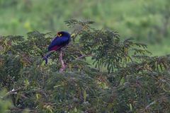 Musophaga rossae