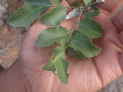 Maytenus undata