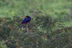 Musophaga rossae