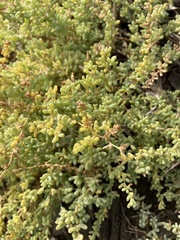Salsola papillosa