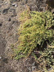 Salsola papillosa
