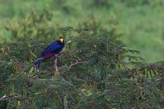Musophaga rossae