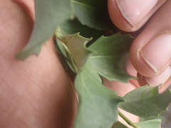 Maytenus undata