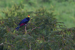 Musophaga rossae